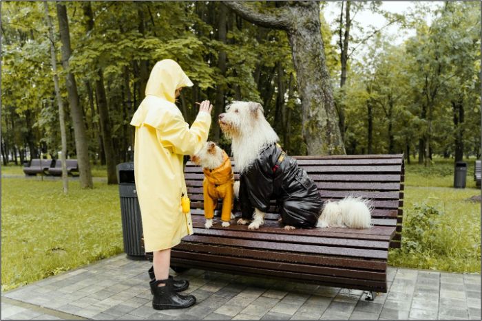 Expert Tracking Training for Dogs Build Focus Confidence