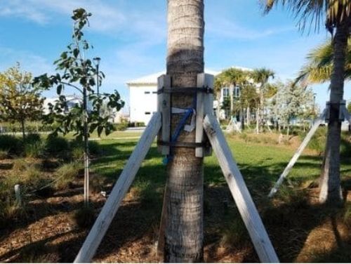 Menifee Tree Pros