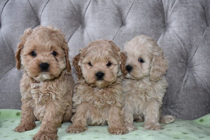 Find Your Perfect Cockapoo Companion at Valley Poos
