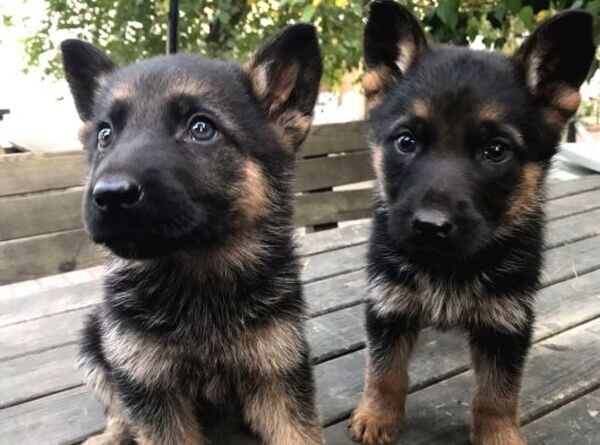 Duitse herder pups