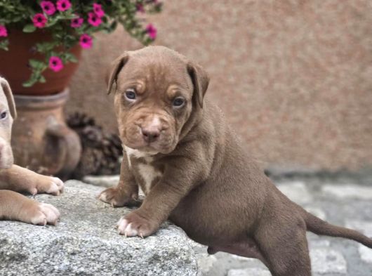 American Bully puppies