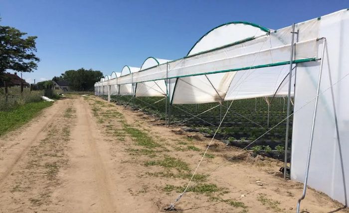 Large Scale Greenhouse in Kenya