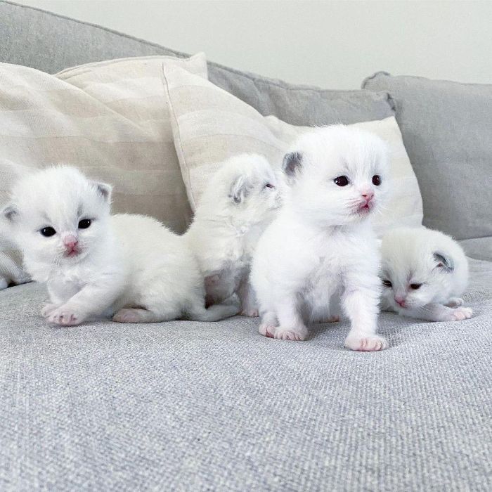 Adorable Rag doll Kittens for sale