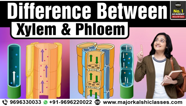 Differences Between Xylem Phloem Easy Explanation