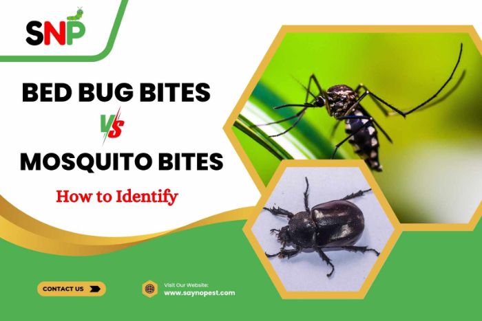 How to Identify Bed Bug Bites vs Mosquito Bites