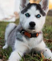 Siberian husky puppies