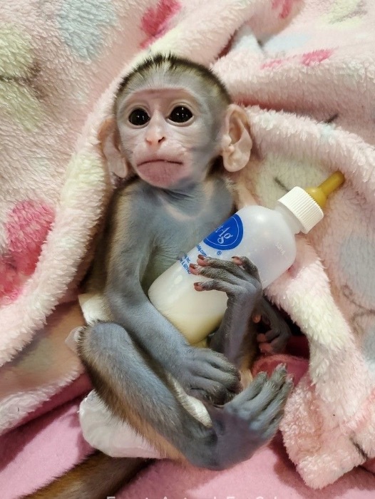 Capuchin monkey for adoption
