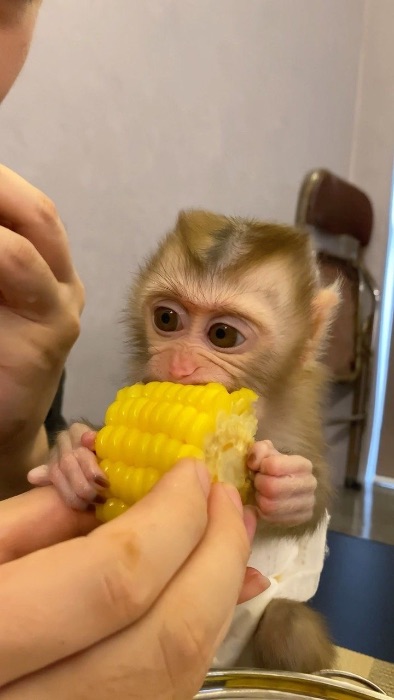Capuchin monkey looking forever home