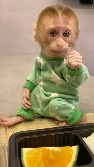 Capuchin monkey looking forever home