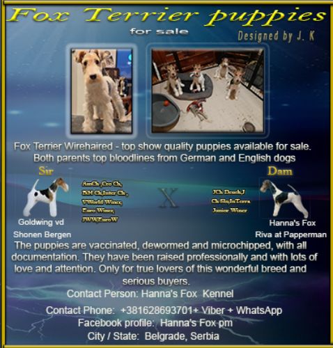 Fox Terrier Wirehaired