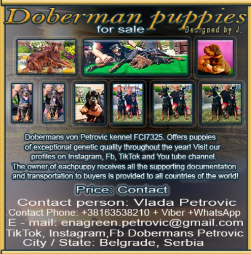 Doberman