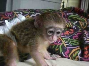 Intelligent Capuchin Monkeys available