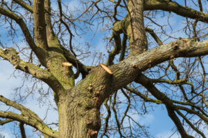 Emergency Tree Surgeon in Faversham