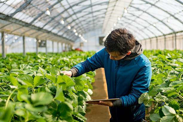 Greenhouse Design Services