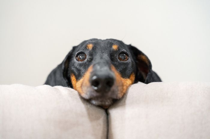 Fix Unwanted Dog Habits with Expert Help