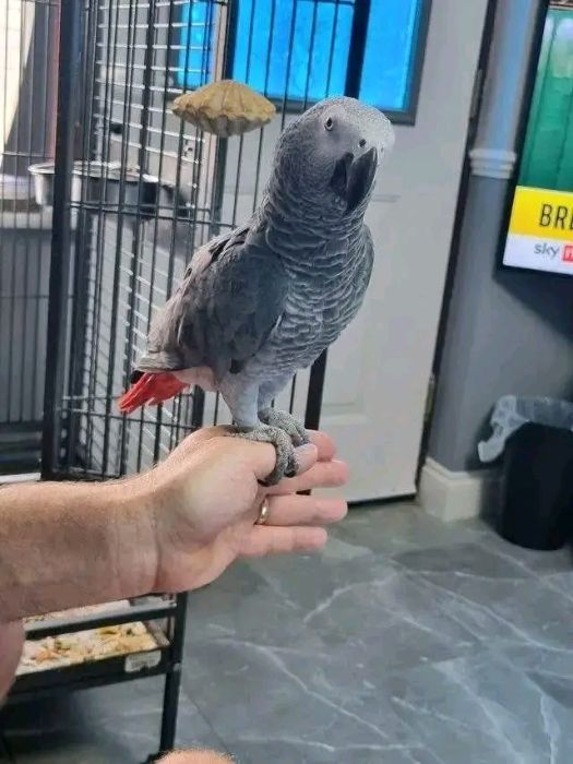 AFRICA GREY PARROTS FOR ADOPTION