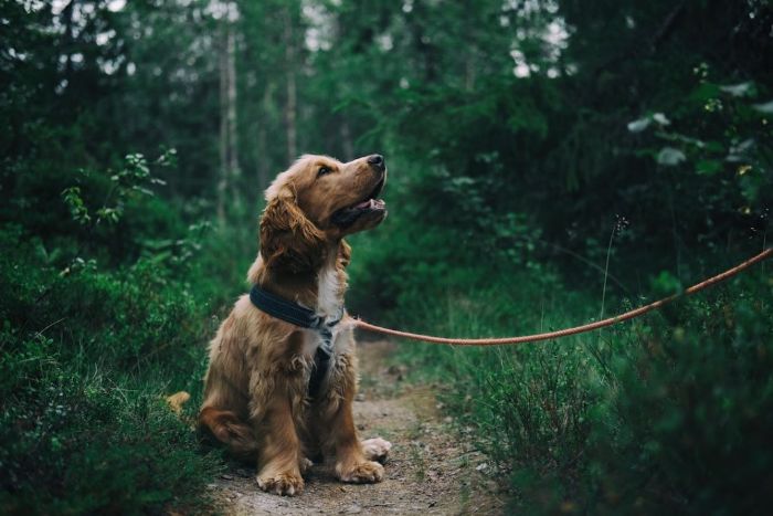 Dog Poop Clean Up Service for Homes, Yards, and Commercial Spaces