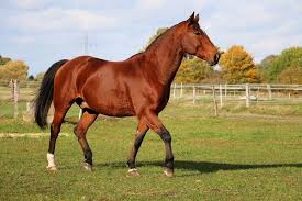 Horses for sale contact me.