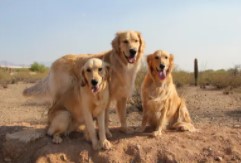 Tucson Adventure Dog Ranch