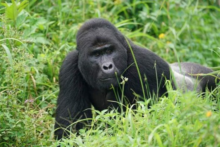 Gorilla tracking