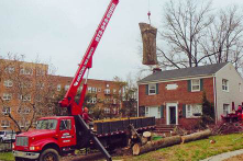 Professional Tree Services in NJ