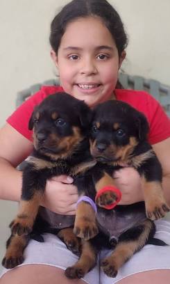 Rottweilers for sale puppies