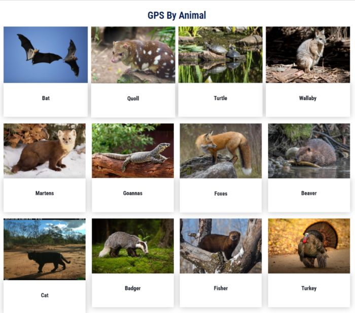 Advanced Animal GPS Tracking with Telemetry Solutions
