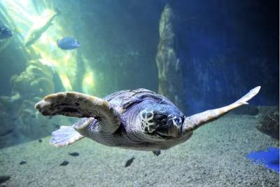 Aquarium of Cala Gonone: Entry Ticket