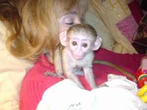Interlligent Capuchin Monkeys for Home Companion