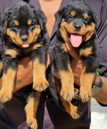 Rottweiler puppies for sale now for you.