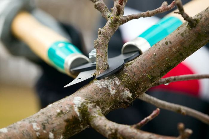 Tree Services by Local Arborists