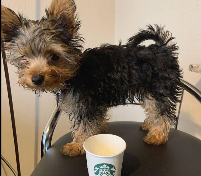 Cute Yorkie Puppies Ready for Pickup