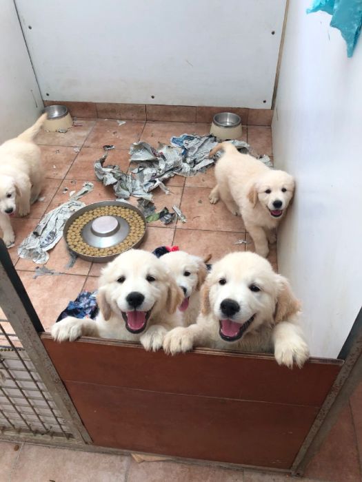 Sales of Pets