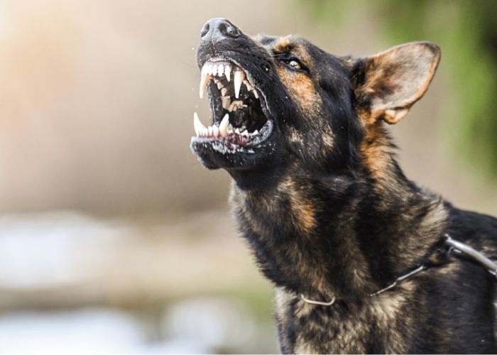 Dog bite lawyer