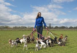 Expert Job Match Dog Walker Jobs (US) Apply Today!