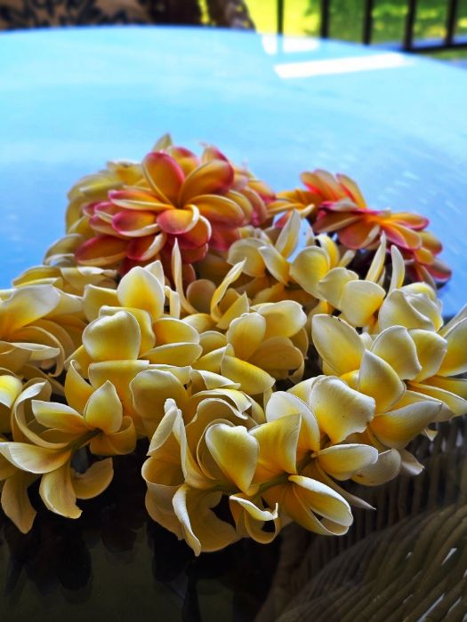Hawaii Discount Lei Greeting