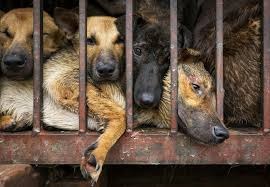End the Dog Meat Trade Together, We Can Make It Stop