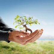 Robert Tompkins Tree Service