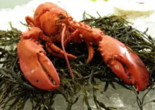Catering Services Maine