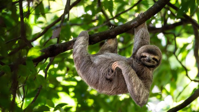 Explore the Wild Amazon Like Never Before