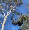 How Much Does Cutting A Tree Down Cost?