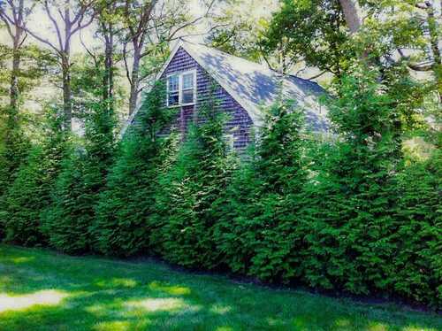Tree Transplanting Service