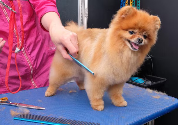 Dog Grooming In Lucknow