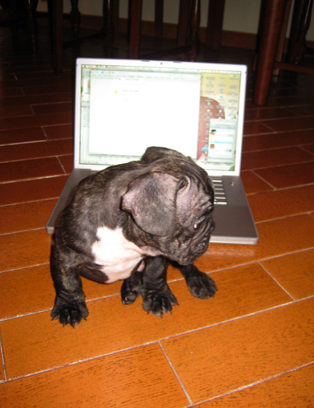 French bulldog puppy