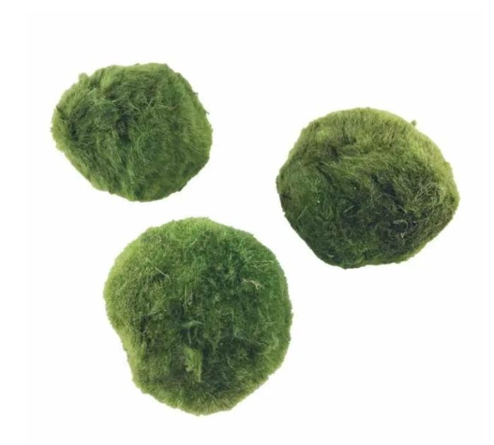 Java Moss Coconut Cave Aqua Essentials