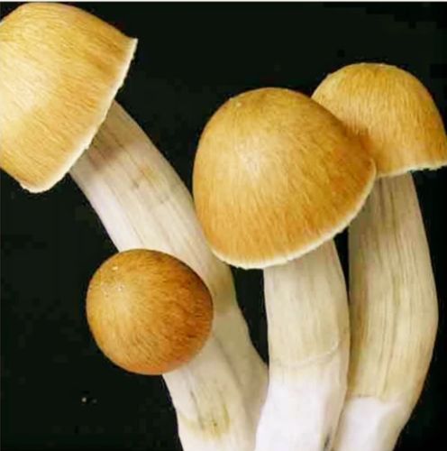 Fresh B Mushroom Spores for Microscope Study