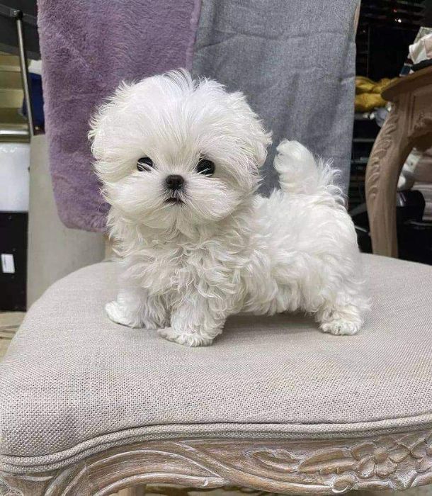Lovely 12 weeks old Maltese