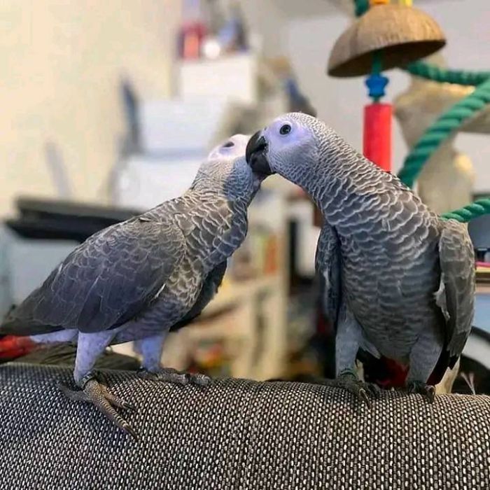 Pair of AfricanParrots for Adoption