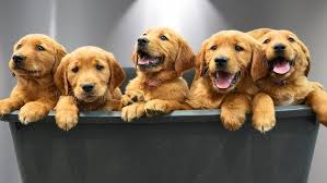 Puppy Training in Austin