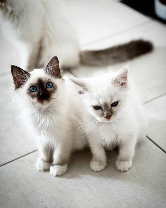 Three Birman Kitten Available